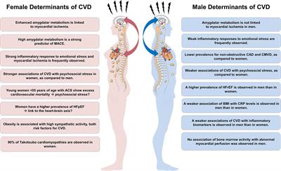 The Neuro-Inflammatory-Vascular Circuit: Evidence for a Sex-Dependent Interrelation?